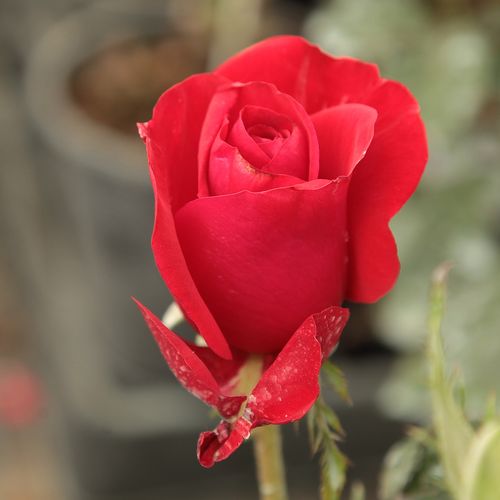 Rosa Corrida™ - roșu - Trandafir copac cu trunchi înalt - cu flori teahibrid - coroană dreaptă